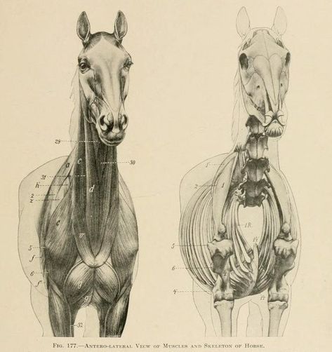 >nemfrog https://t.co/CovxG9iQlO https://t.co/kUsf0E9ohj Horse Drawing Tutorial, Veterinary Anatomy, Horse Animation, Horse Art Drawing, Bone Structure, Animal Skeletons, Horse Anatomy, Horse Sketch, Animal Study