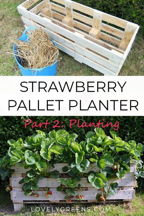 How to plant strawberries in a Strawberry Pallet Planter #lovelygreens #growstrawberries #organicgarden Strawberry Planter Pallet, Lovely Greens, Strawberry Planter, Strawberry Planters, Strawberry Garden, Pallet Planter, Strawberry Plants, Pallet Garden, Pallets Garden