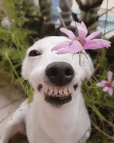 Puppies, Dogs, Flowers, Funny, Happy Friday