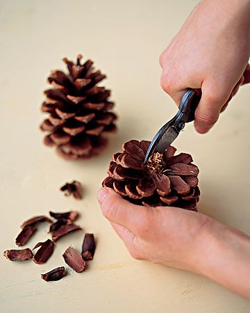 Removing pine cone scales Picture Frame Ornaments, Pine Cone Art, Diy Pinecone, Pinecone Ornaments, Pine Cone Decorations, Pinecone Wreath, Cones Crafts, Pine Cone Crafts, Ornament Frame