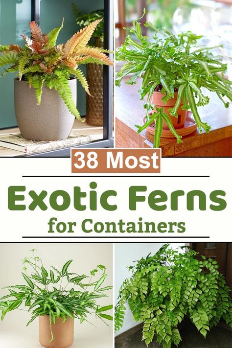 If you want a no-nonsense plant for your rooms then we have the Most Exotic Ferns for that amazing tropical look in your home! Indoor Ferns Houseplant, Indoor Ferns Houseplant Plant Care, How To Care For Ferns Indoors, Low Light Ferns House Plants, Indoor Fern Plants, Ferns Plant, Types Of Ferns Indoor, Fern Varieties Indoor, Types Of Fern Plants