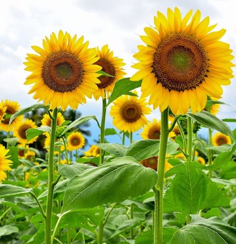 PRICES MAY VARY. Sunflower Seeds for Planting – Includes 3 packs of 50 Mammoth Grey Stripe sunflower seeds (Helianthus annuus). Mammoth grey stripe sunflowers are some of the tallest sunflowers in the world. These flowers grow 9-12 feet tall with sun bursting yellow flower petals. Non-GMO Heirloom Sunflower Seeds – All of Axel’s Garden Seeds are Heirloom & Non-GMO and are intended for the current and following growing seasons. Fresh garden seeds are always provided. Planting Packets with Instruc Mammoth Sunflower, Inch Plant, Giant Sunflower, Fall Planting, Gardening Gifts, Short Plants, Sun Flowers, Plant Spacing, How To Attract Birds