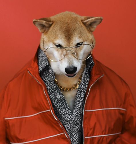 Menswear Dog, Dog Education, Silly Bands, My Money, Dog Dog, Chambray Shirt, Guys Be Like, Baby Dogs, Shiba Inu