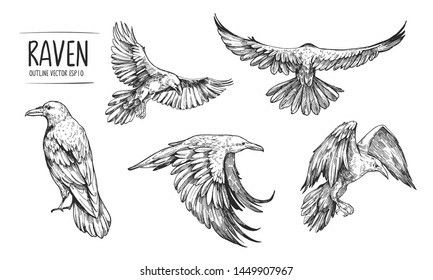 Raven Flying Drawing, Flying Drawing, Raven Illustration, Raven Flying, Flying Raven, Crow Flying, Crows Drawing, Advanced Higher Art, Flying Tattoo