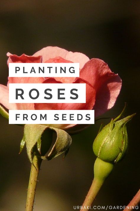 How To Grow Roses From Seeds, Rose From Seed How To Grow, How To Collect Seeds From Flowers, Rose Seeds How To Grow, How To Plant Roses, Rose Planting Ideas How To Grow, How To Grow Roses, Growing Roses From Seeds, Growing Plants From Seeds