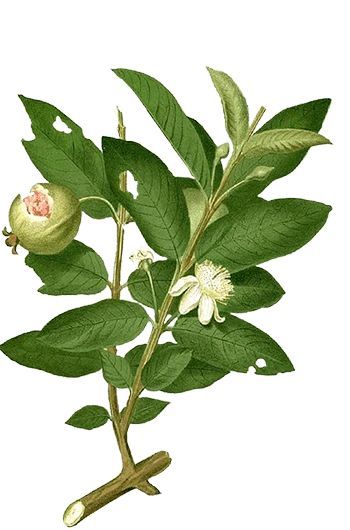 Guava Drawing, Drama Journal, Guava Plant, Chinese Painting Flowers, Guava Tree, Guava Leaves, Guava Fruit, Coloring Tips, New Fruit