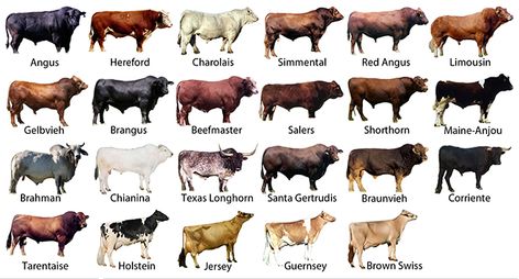 MARC Updates Across-Breed EPD Table - UF/IFAS Extension Jackson County Cattle Breeds Chart, Cow Breeds Chart, Micro Cow Breeds, Dairy Cow Breeds, Types Of Cows, Livestock Judging, Breeds Of Cows, Beef Cow, Livestock Farming