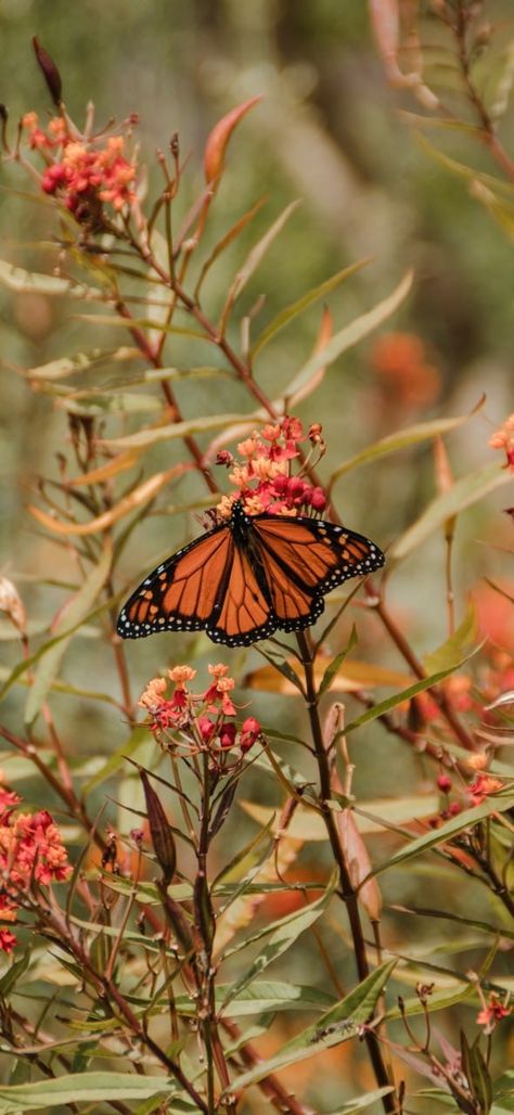 Butterfly Background, Butterfly Images, Butterfly Photos, Butterfly Pictures, Wallpaper Free Download, Butterfly Wallpaper, Monarch Butterfly, Nature Aesthetic, Free Wallpaper