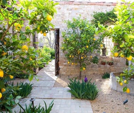 Lemon trees + hardscape Mediterranean Landscape Design, Entry Courtyard, Plant Palette, Mediterranean Garden Design, Citrus Garden, Tuscan Garden, Lemon Trees, Mediterranean Landscaping, Wood Garden