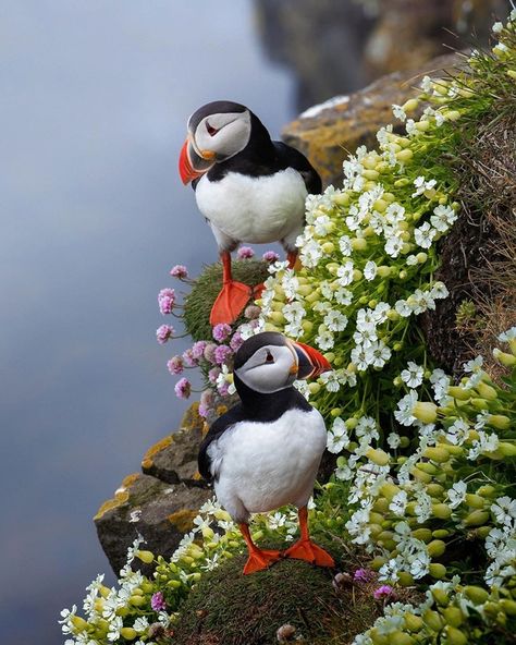 Puffins Bird, Airbrush Art, Pretty Birds, Sea Birds, Colorful Birds, Animal Wallpaper, Bird Photography, Animal Tattoos, Birds Painting