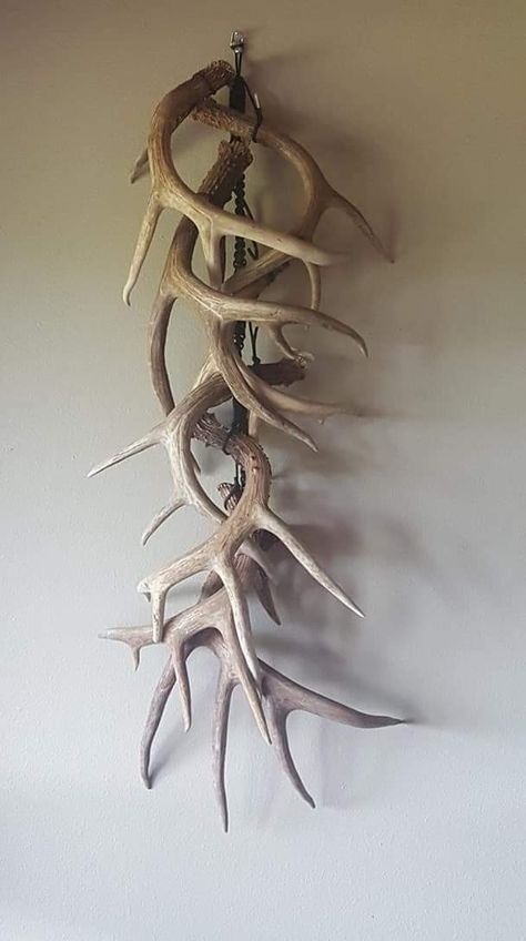 Deer Shedding Antlers, Shed Antler Display Ideas Deer, Deer Shed Display, Antler Shed Ideas, Deer Antler Decor Ideas, Hunting Decorations, Turkey Hunting Decor, Hunting Mounts, Rustic Livingroom