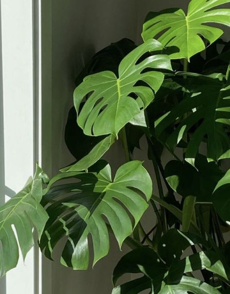 Plants Are Friends, Plant Aesthetic, Green Theme, Monstera Plant, Pretty Plants, Plant Mom, Alam Yang Indah, Green Wallpaper, Cool Plants