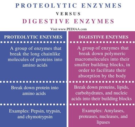 What is the Difference Between Proteolytic Enzymes and Digestive Enzymes Check more at https://in4arts.com/what-is-the-difference-between-proteolytic-enzymes-and-digestive-enzymes.html Teas Exam, Proteolytic Enzymes, Nucleic Acid, Gi Tract, What Is The Difference Between, Digestive Enzymes, Toyota Camry, Study Tips, Amino Acids