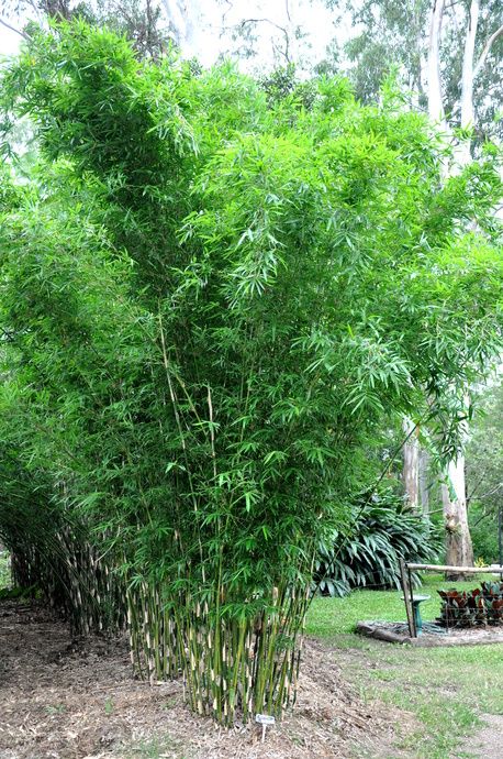 Non Invasive Bamboo, Bamboo Growing, Bamboo Landscape, Bamboo Species, Clumping Bamboo, Narrow Garden, Japanese Maple Tree, Old Fences, Bamboo Plants