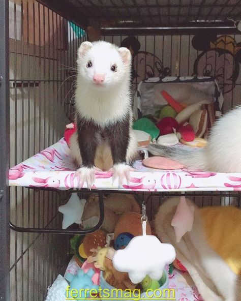 What Do Ferrets Eat, Ferret Cage Ideas, Albino Ferret, Hedgehog Ideas, Ferret Diy, Snow Playing, Ferret Care, Transparent Wallpaper, Ferret Stuff