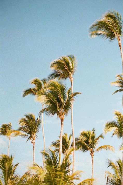 Plam trees swaying in the wind Trees Swaying In The Wind, Trees Blowing In The Wind, Nature Images Hd, Palm Tree Pictures, Blowing In The Wind, Photo Summer, Film Photography 35mm, Words Wallpaper, Tree Images