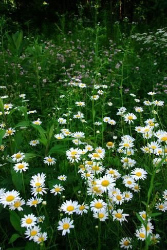 Wildflowers in Cataract Falls State Park, Indiana, USA Photographic Print Anna Miller, Wildflower Photo, Nothing But Flowers, Spring Aesthetic, Perfect Garden, Plant Mom, Affordable Wall Art, Cool Posters, Up Girl