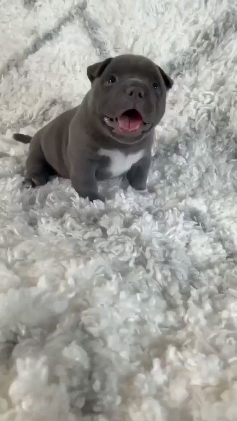 Cute Pitbull Puppies, Cute Bulldog Puppies, Very Cute Puppies, Bulldog Francese, Cute Animals Puppies, Very Cute Dogs, Cute Little Puppies, Pug Puppies