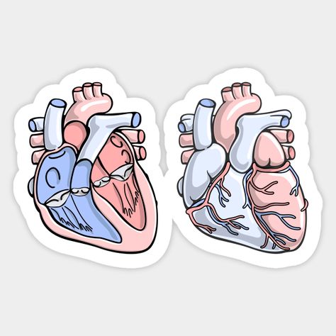 Human heart anatomy illustration. Graphic design, art and illustration. #graphicdesign #art . #Anatomy_Stickers #Human_Heart_Anatomy #Anatomy_Illustration #Medical_Stickers Anatomy Stickers, Human Heart Anatomy, Anatomy Illustration, Doctor Stickers, Medical Stickers, The Human Heart, Heart Anatomy, Science Stickers, Human Anatomy Art