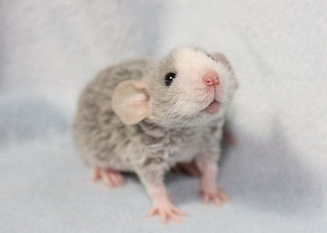 Baby blue rex dumbo rat, the breed and colour I originally wanted :( Rex Rat, Rattus Rattus, Dumbo Rat, Baby Rats, Rat Look, Cute Rats, Rat Terriers, Pet Rats, Cute Mouse