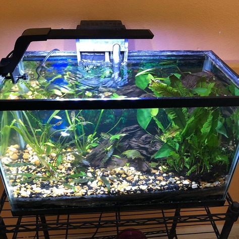 Kim Spacey on Instagram: “All done w/ my moms 10 gallon open top tank. Hopefully we get some growth past the water line . #plants #plantlife #plantsofinstagram…” 10 Gallon Planted Aquarium, 10 Gallon Fish Tank Ideas, Plant Tank, 10 Gallon Fish Tank, Fish Tank Ideas, Betta Tank, Fish Tanks, Aquascaping, Planted Aquarium