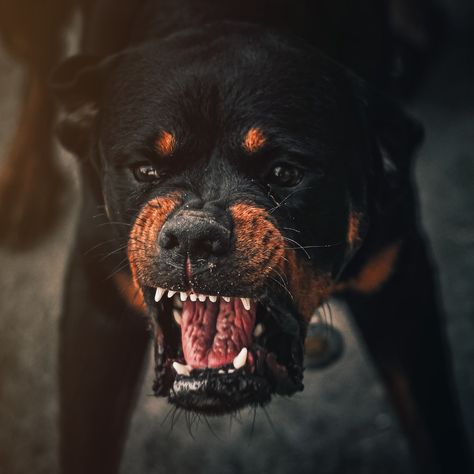 Free Egypt Image on Unsplash American Bandogge Mastiff, Rabid Dog, South African Mastiff, Aggressive Dogs, Angry Animals, Crate Training Puppy, Scary Dogs, Dangerous Dogs, House Training Dogs