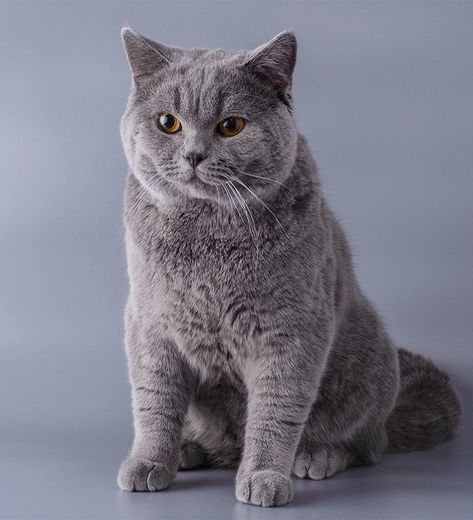 ❤️ British Blue Cats, British Blue Kitten, British Blue Cat, Kitten Breeds, Domestic Cat Breeds, F2 Savannah Cat, Russian Blue Cat, British Shorthair Cats, Grey Cat