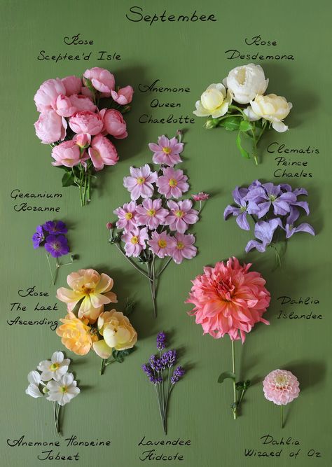 Botanical Calendar, August Flowers, July Flowers, October Flowers, September Flowers, April Flowers, London Garden, Flower Guide, Flower Names