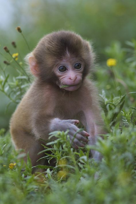 . Small Monkey, Pet Monkey, Monkeys Funny, Cute Monkey, Baby Monkey, Cute Wild Animals, Primates, Baby Dogs