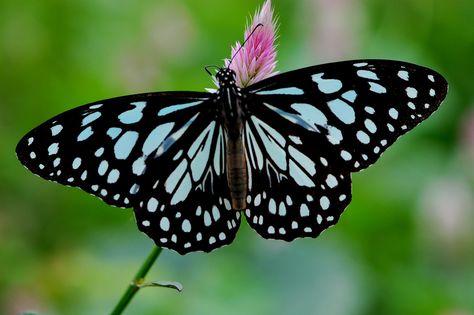 BLUE TIGER, Tirumala limniace, Mumbai, India Tiger Butterfly Tattoo, Tiger Butterfly, Butterfly Video, Butterfly Family, Alchemy Art, Flying Flowers, Blue Tiger, Blue Butterflies, Blue Tigers