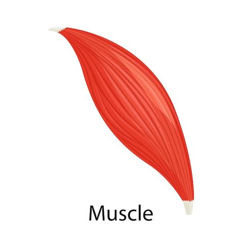 Human muscle icon, vector illustration f... | Premium Vector #Freepik #vector #joint #anatomy #muscle-anatomy #body-anatomy Muscle Illustration, Bicep Muscle, Illustration Flat, Colorful Graphics, Muscle Anatomy, Body Anatomy, Flat Style, Flat Illustration, Icon Illustration