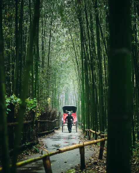 📍 Arashiyama bamboo forest, Kyoto in the rain . 📸 Japan Photo of the day by hero_in_japan . . . . #daily_photo_japan #livinginjapan #japan #japantravel #japanwanderlust #japanfun #japantravelguide #japantravelphoto #japantrip #japantraveller #travel #traveller #sightseeing #sightseeingjapan #beautifuljapan #beautiful #beauty #kyoto #kyotojapan #kyototrip #osaka #osakajapan #japanlife #lifeinjapan Bamboo Forest Kyoto, Arashiyama Bamboo Forest, Japan Travel Guide, Bamboo Forest, Japan Photo, Osaka Japan, Photo Of The Day, Kyoto Japan, Daily Photo