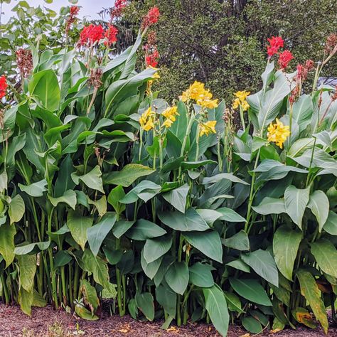 Canna Lily Landscaping, Canna Lilies, Canna Lily, Victorian Garden, Beautiful Flowers Garden, Flowers Garden, Perennials, Flower Garden, Beautiful Flowers