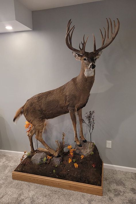 A stunning mount by Matt Volz! Hunting Videos, Whitetail Deer Hunting, Big Buck, Deer Hunting Tips, Hunting Deer, Hunting Tips, Whitetail Deer, Deer Hunting, Heartland