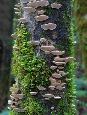 Our favorite fungi photographer, Steve Axford, returns from the Australian woods with spectacular new shots of mushrooms, many of which me may have documented for the very first time. See more on Colossal. Photographer