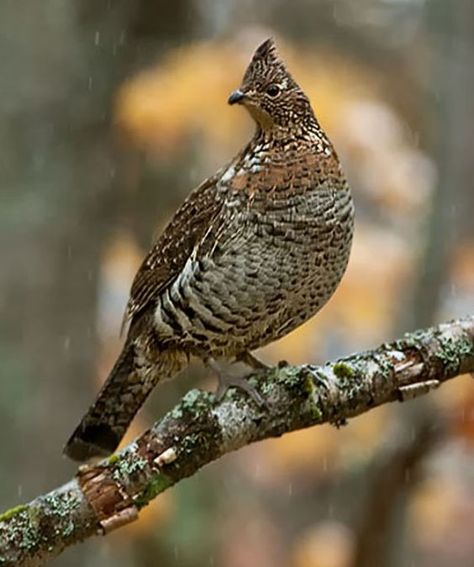 Ontario Birds, Grouse Hunting, Ruffed Grouse, Upland Bird Hunting, Gamebirds, Upland Hunting, Wild Animals Photography, Quails, Pheasant Hunting