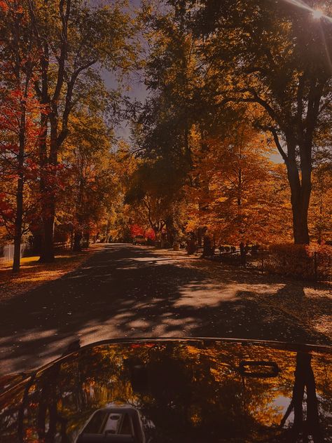 Fall Orange, 70s Fall Aesthetic, Fall In Colorado, Fall Trees Aesthetic, Autumn Playlist Cover, Fall Spotify Playlist Cover, Fall Playlist Cover, Fall Leaves Aesthetic, Fall Trees