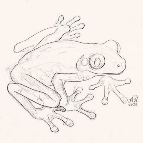 And another #drawing #illustration #frogs #amphibians #animalart #scienceart #amyhollidayillustration #sketchbook #pencilart Sketch Mouth, Unusual People, Frog Sketch, Paw Drawing, Lobster Art, Frog Illustration, Frog Drawing, Animal Embroidery Designs, Frog Art