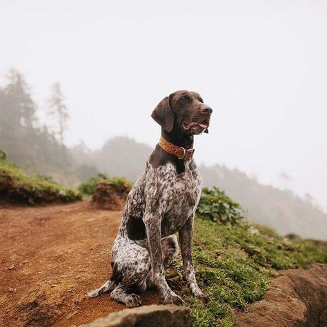 German Shorthaired Pointer German Shorthaired Pointer Black, German Shorthaired Pointer Training, Gsp Dogs, Gsp Puppies, German Shorthaired Pointer Dog, Pointer Puppies, French Dogs, German Shorthair, German Dogs