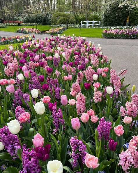 Hyacinths And Tulips, Pretty Flowers Garden, Tulips And Lavender Garden, Tulip And Hyacinth Garden, Tulip Display Gardens, Garden With Tulips, Gardens With Tulips, Tulip Flower Bed Front Yards, Garden Tulips Ideas