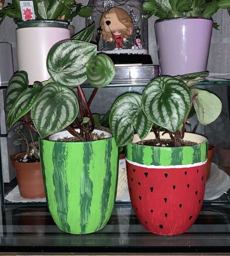 What do you guys think about my hand painted pots for my Peperomia watermelon? #diy #gardening #garden #home Peperomia Watermelon, Hand Painted Pots, Watermelon Painting, Terra Cotta Pot Crafts Diy, Flower Pot People, Plant Pot Design, Flower Pot Art, Terra Cotta Pot Crafts, Flower Pot Design