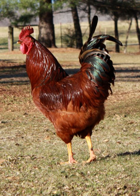 Rhode Island Red Rooster Road Island Red Chickens, Bobcat Kitten, Rhode Island Red Hen, Barred Rock Rooster, Poultry Farm Design, Rhode Island Red Chickens, Australorp Rooster, Gold Laced Wyandotte Rooster, Rhode Island Red Rooster