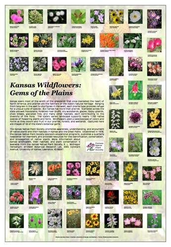 KNPS Wildflower Poster from Kansas Native Plant Society Kansas Wildflowers, Plants Under Trees, Prairie Garden, Native Plant Gardening, Wildflower Garden, Native Garden, Perennial Garden, Butterfly Garden, Shade Garden