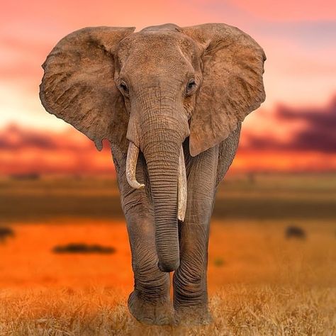 African Animals Photography, Elephant Photo, Elephant Photography, Tattoo Nature, Animals Tattoo, Elephant Pictures, Elephants Photos, Big Animals, Wildlife Safari