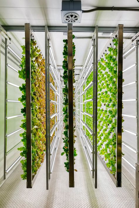 Hydroponic Farm, Vertical Vegetable Gardens, Smart Farm, Indoor Farming, Hydroponic Farming, Vertical Farming, Future Farms, Hydroponic Plants, Hydroponics System