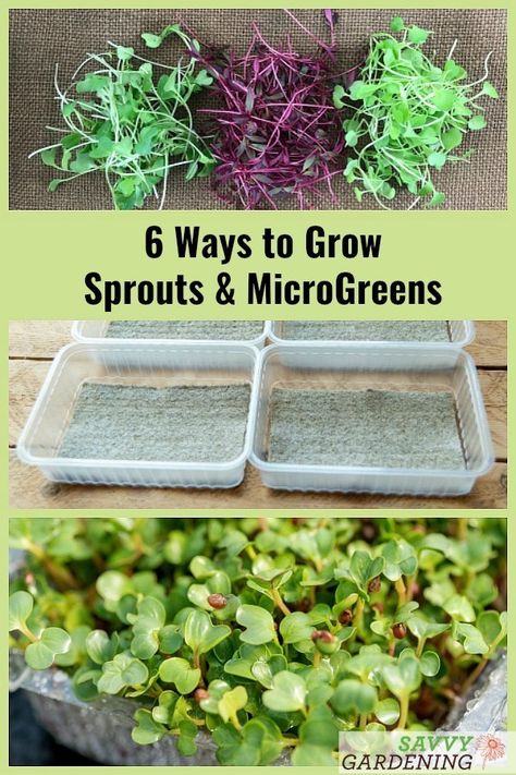 How to Grow Broccoli Sprouts & Microgreens: 6 Methods for Success Growing Sprouts Indoors, Micro Gardening, Harvest Foods, How To Grow Broccoli, Plant Knowledge, Grow Broccoli, Grow Sprouts, Microgreens Garden, Microgreens Growing