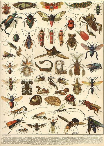 Larousse illustrations - via janwillemsen - series of lithographs from beginning 20 th century larousse encyclopedias Vintage Insect Prints, Adolphe Millot, French Illustration, Vintage French Posters, History Posters, Insect Print, Picture Boxes, History Painting, Nature Posters