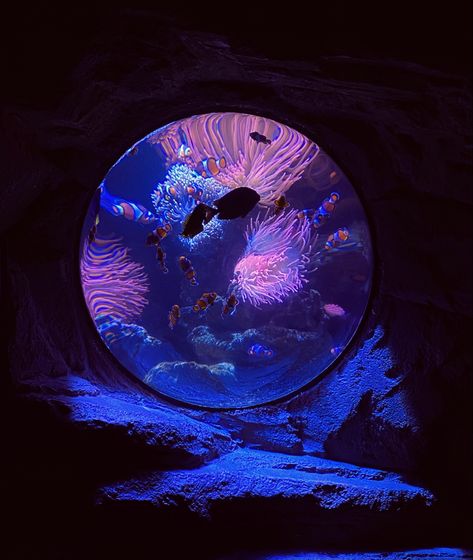 Neon Aquarium Aesthetic, Purple Aquarium, Cool Sea Creatures, Aquarium Aesthetic, Lilac Sky, Betta Fish Tank, Aesthetic Space, Cute Shark, Ocean Creatures