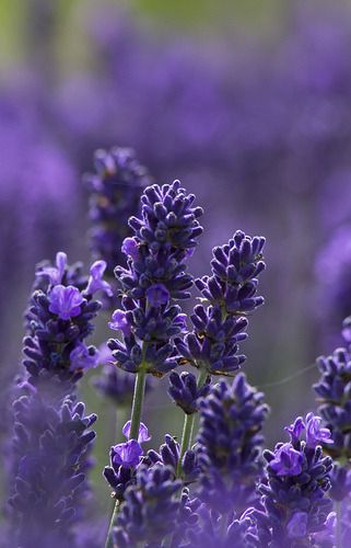 Lavender Cottage, Lavender Aesthetic, English Lavender, Lavender Garden, Lavender Plant, Lovely Lavender, Most Beautiful Flowers, Dried Lavender, All Things Purple