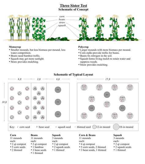 Proposal: Companion Planting (Intercropping) Corn, Beans, and Squash in Wisconsin Market Farms – Low Technology Institute Companion Plants For Corn, Corn Companion Planting, Intercropping Garden, Squash Companion Plants, Biodynamic Farming, Planting Corn, Bamboo Farm, School Garden Club, Planting Layout